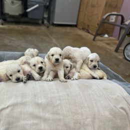 Tucker - Golden Retriever puppy from Southern Belle's Puppies