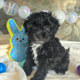 Joey ( Blue collar) - Black and white male Schnoodle puppy in Novinger, Missouri from Stormi Sky Schnoodles