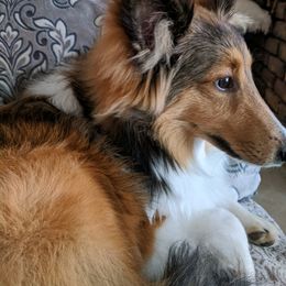 Shetland Sheepdog Puppies from Agee's World of Shelties