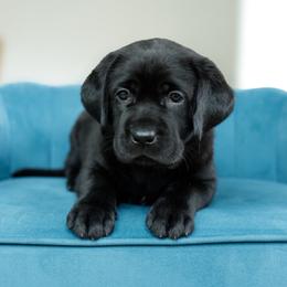 Fuse - Black male Labrador Retriever puppy in Allons, Tennessee from UC Labradors LLC