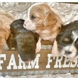 Aussiedoodles, Cavalier King Charles Spaniels, and Cavapoos from Shelby Paws