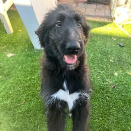 Wilbur- Collie-Doodle - male Assorted Doodle Crosses puppy in Henderson, Nevada from River Spirit Collies