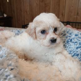 Symphony - White female Havapoo puppy in Blanch, North Carolina from Faithful Hearts Kennel