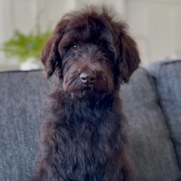Smokey - Chocolate male Goldendoodle puppy in St George, Utah from Doodle Bears of Southern Utah