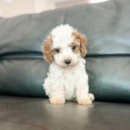 Penny - Blenheim female Cavapoo puppy in Saint George, Utah from Fitzdoodles