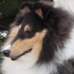 Collies from Clarion Collies