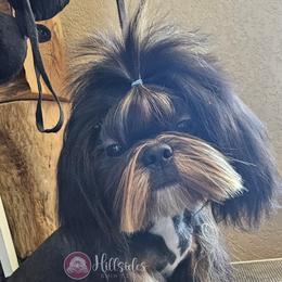 Tutus - Shih Tzu