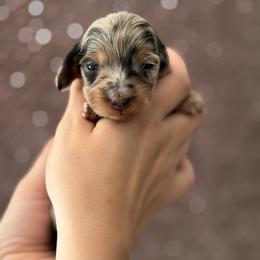 Dachshund Puppies from Schuster Haus
