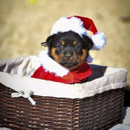 Rottweiler Puppies from Gottlïchen Rottweilers