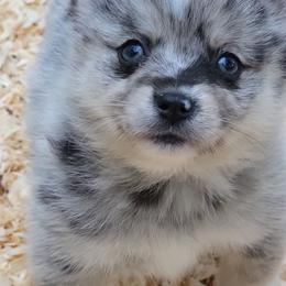 Blue merle female - Merle female Pomsky puppy in Gladstone, Virginia from Rustic Charms Miniature Huskys