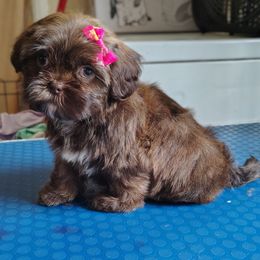Jream - Chocolate female Shih Tzu puppy in Memphis, Tennessee from Thorntons Fur Crew