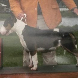 Bull Terriers from Tuffnutz Bull Terriers