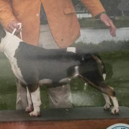 Bull Terriers from Tuffnutz Bull Terriers