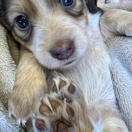 Dachshunds from Wicked Wieners