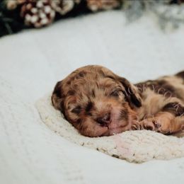 Lavender girl - Merle female Cockapoo puppy in Missoula, Montana from Big Sky Cockapoos