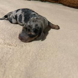 Eeyore - Black and tan female Dachshund puppy in Louisa, Kentucky from Mini Doxies of Eastern KY