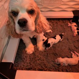 Cocker Spaniel Puppies from Dalin Cockers