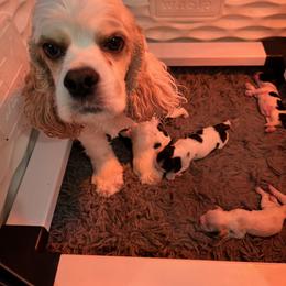 Cocker Spaniel Puppies from Dalin Cockers