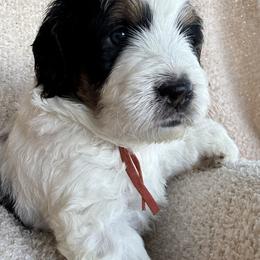 Milo - Tri-color male Bernedoodle puppy in Auburndale, Florida from Florida Mini Bernedoodles