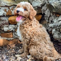 Apricot wavy - Yellow and white male Bernedoodle puppy in Graham, Texas from 2 Rose Ranch Doodles