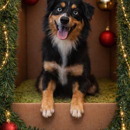 Bunny - Miniature Australian Shepherd