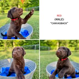 Red (Canvasback) - Chocolate male Labrador Retriever puppy in Elizabeth City, North Carolina from Duck Dog Ranch