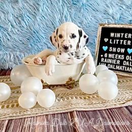 Snow - White and black female Dalmatian puppy in Joshua, Texas from Rainier DALS LUA Dalmatians
