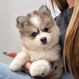 Maverick - Gray and white male Pomsky puppy in La Verne, California from Red Cedar Pomskies