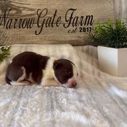 Bo - White and red male Border Collie puppy in Moody, Texas from Narrow Gate Farm
