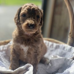 Aussiedoodle Puppies from Danie’s Doggie Den
