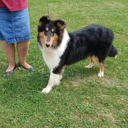 Janet - Black white and tan female Collie puppy in Canastota, New York from Travler Collies