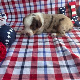 Chevelle - Red merle female Australian Shepherd puppy in Waxahachie, Texas from Volks Aussies