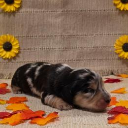 Black and Cream Dapple Girl - Dapple female Dachshund puppy in Choctaw, Oklahoma from TS Performance Horses & Dachshunds