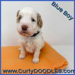 Boy 3 - Parti male Goldendoodle puppy in Taneytown, Maryland from Curlydoodles