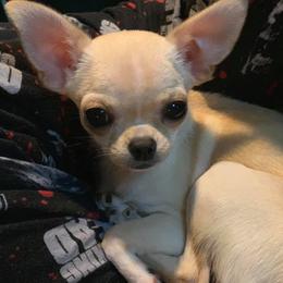 Amore - Chihuahua