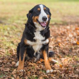 Rachel - Bernese Mountain Dog