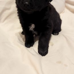 Girl 3 - Black & white Miniature Australian Shepherd puppy in Sanger, California from A&M Australian Shepherds