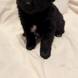 Girl 3 - Black & white Miniature Australian Shepherd puppy in Sanger, California from A&M Australian Shepherds