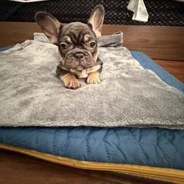 French Bulldog Puppies from Royal velvet frenchies