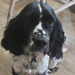 Smudge - Black white and tan female English Springer Spaniel puppy in Brodhead, Wisconsin from Pinwheel Acres