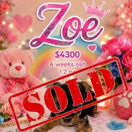 Zoe-pink (Toy) - Black and gold female Yorkshire Terrier puppy in Jamestown, North Carolina from North Carolina Maltese, Yorkies & Morkies(previously California Maltese, Yorkies & Morkies)