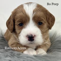 Bo Peep - Apricot female Goldendoodle puppy in Milford, Indiana from Railway Acres Kennel
