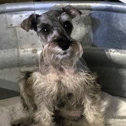 DeLuna - Miniature Schnauzer