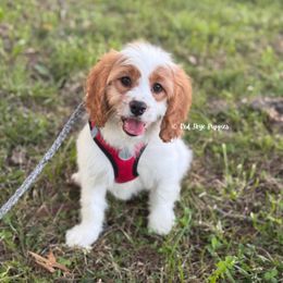 Peter - Blenheim male Cavapoo puppy in Republic, Missouri from Red Skye Puppies