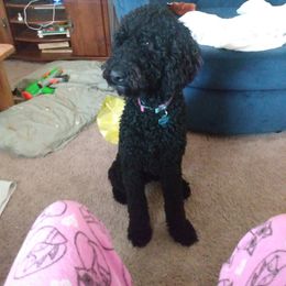 Australian Labradoodle and Labradoodle All Grown Up from Multigenerational Labradoodles of Central TX