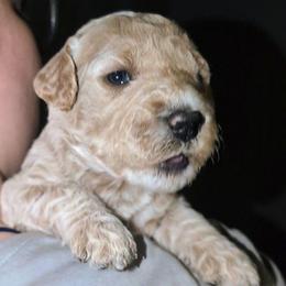 Draco - White male Sheepadoodle puppy in Austin, Texas from Darling Doodles