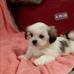 Tiny Tina - White female Companion Cross puppy in Norman, Oklahoma from Steve's Puppies