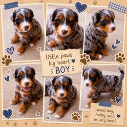 Charlie - Blue merle male Bernedoodle puppy in Saint Francis, Kansas from Land of Oz Doodles