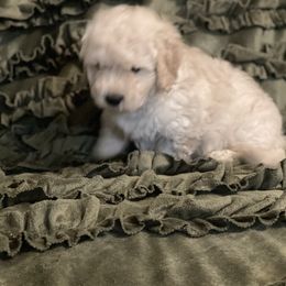 Goldendoodle Puppies from Doodle Paradise