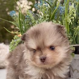 Eevie - Chocolate merle female Pomeranian puppy in Santa Clarita, California from Hollywood Mini Pets